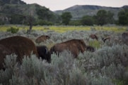 a herd of bison grazing on a lush green field
