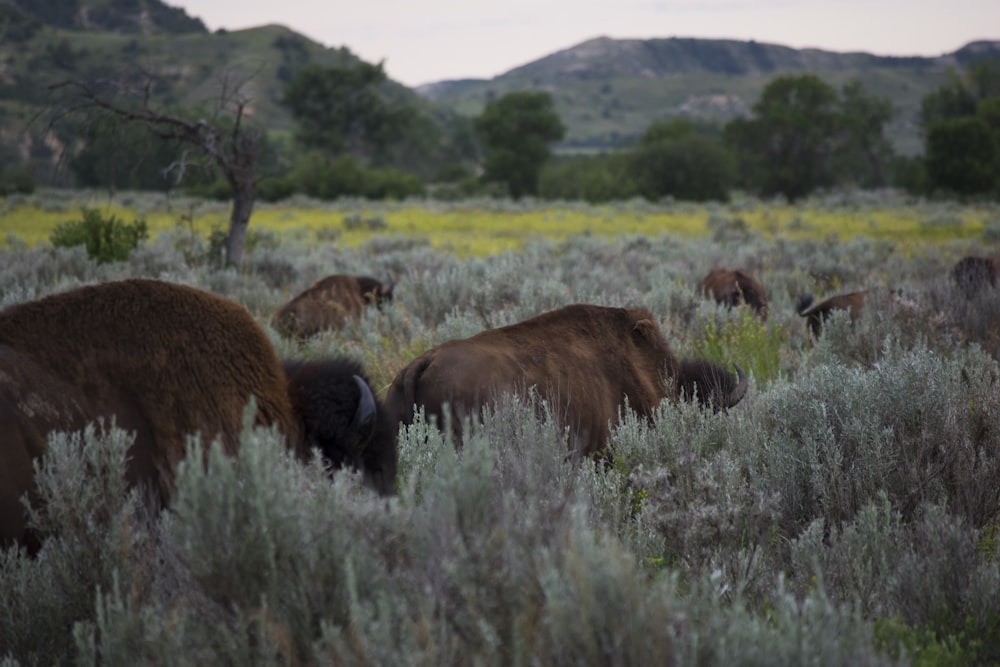 Una manada de bisontes pastando en un exuberante campo verde