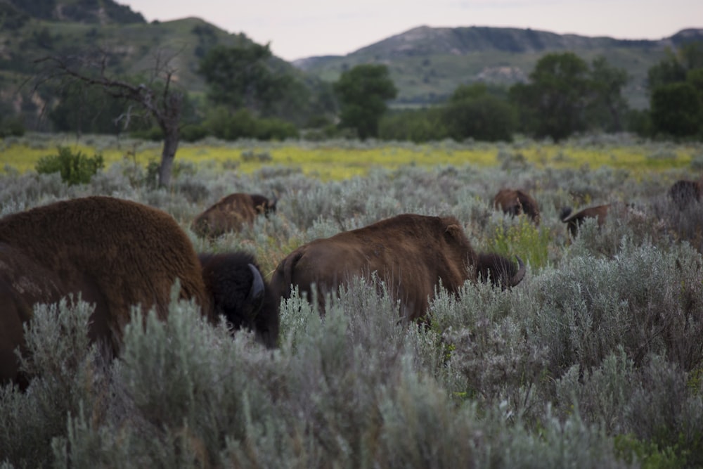 a herd of bison grazing on a lush green field