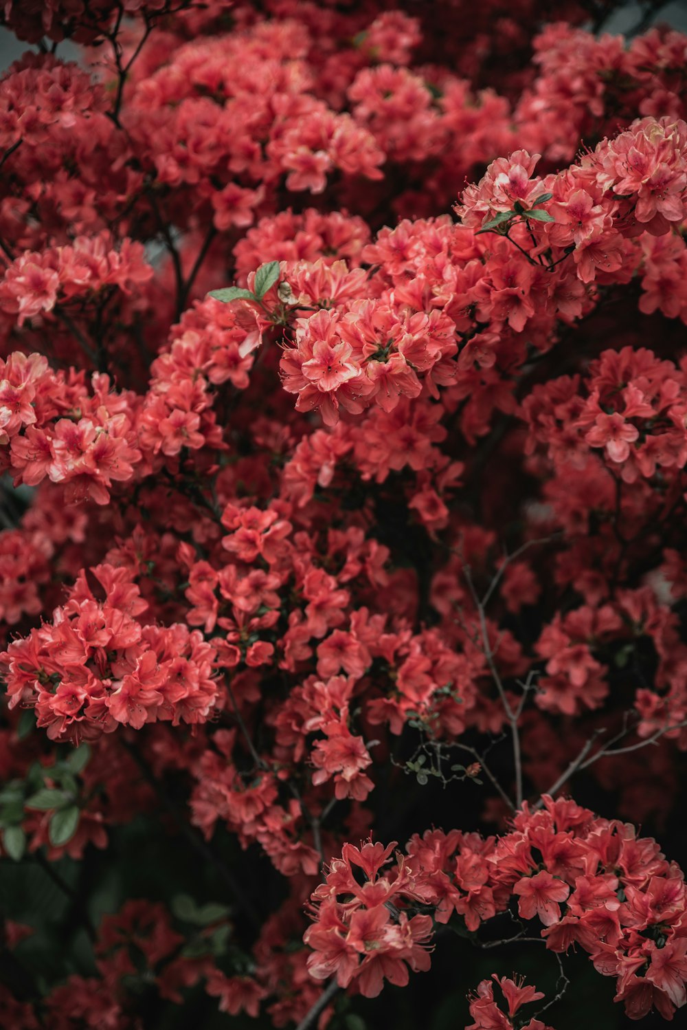 a bunch of red flowers that are blooming