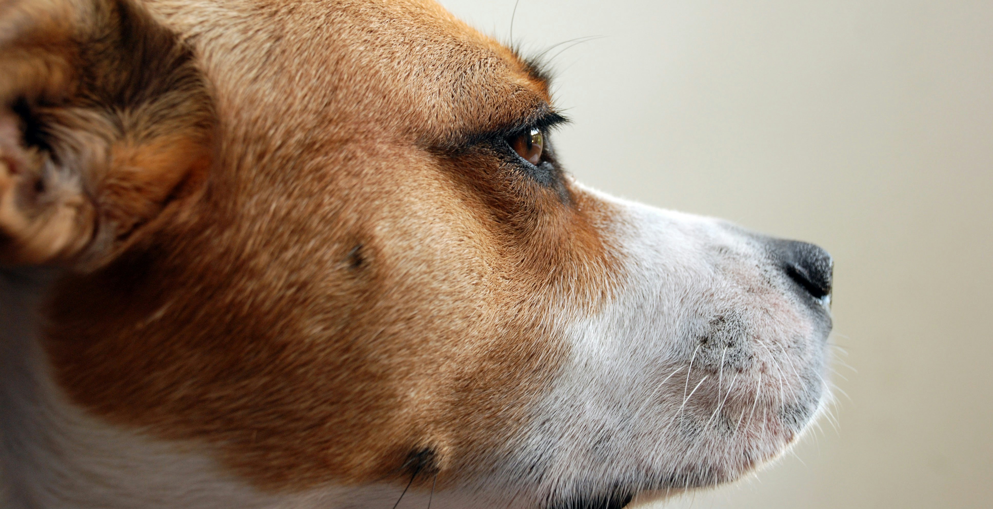 a close up of a dog's face looking off into the distance