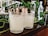 Two textured glass tumblers filled with a light beverage are placed on a wooden surface. They are surrounded by green leafy vines and bottles in the background, creating a cozy and natural setting.