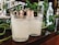 Two textured glass tumblers filled with a light beverage are placed on a wooden surface. They are surrounded by green leafy vines and bottles in the background, creating a cozy and natural setting.