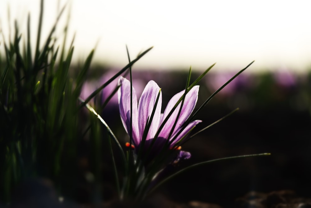 a close up of a purple flower in a field