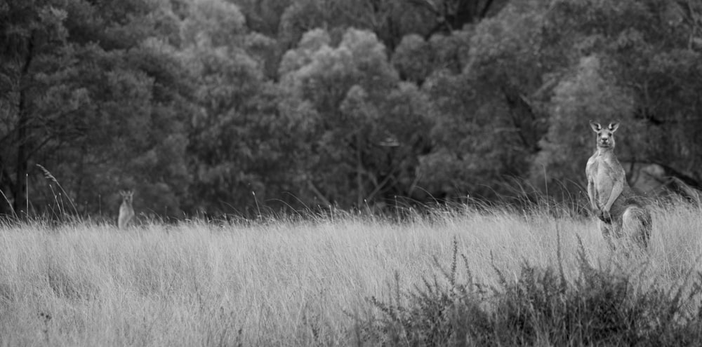 Una foto en blanco y negro de un canguro en un campo
