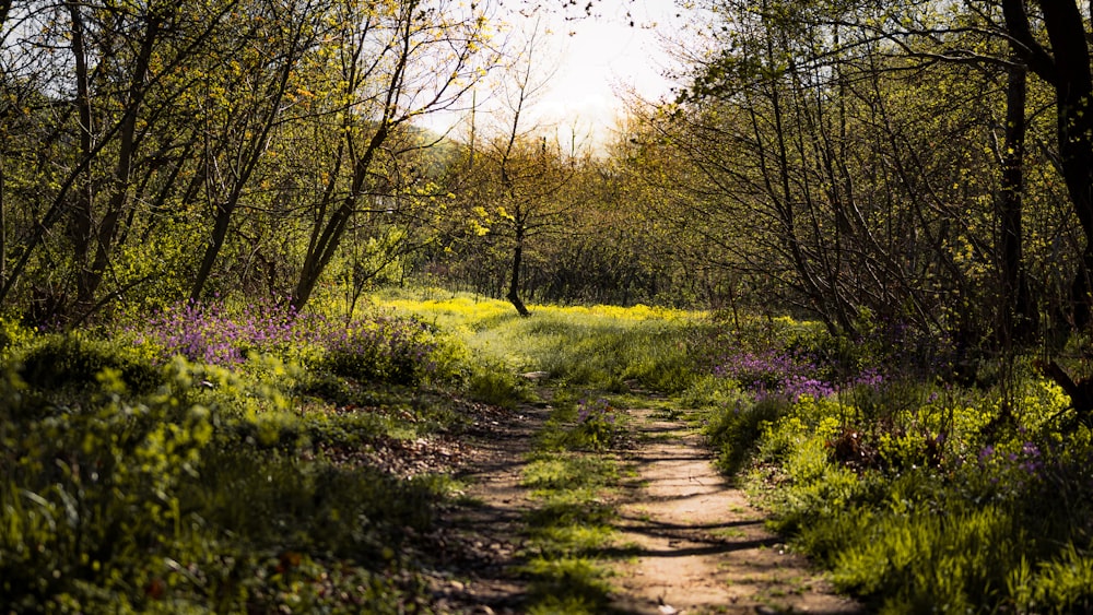 a dirt path in the middle of a forest