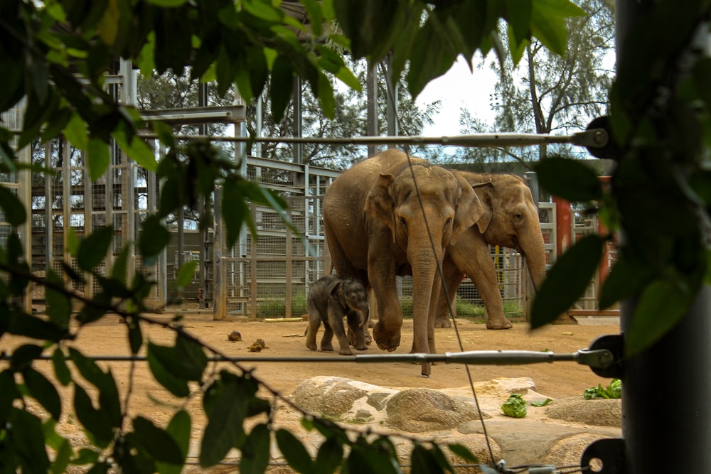 an adult elephant and a baby elephant in an enclosure