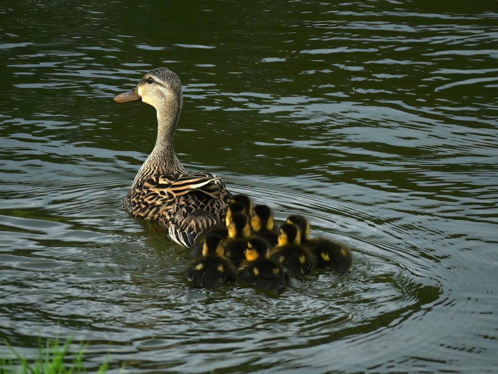 a mother duck with her ducklings in the water