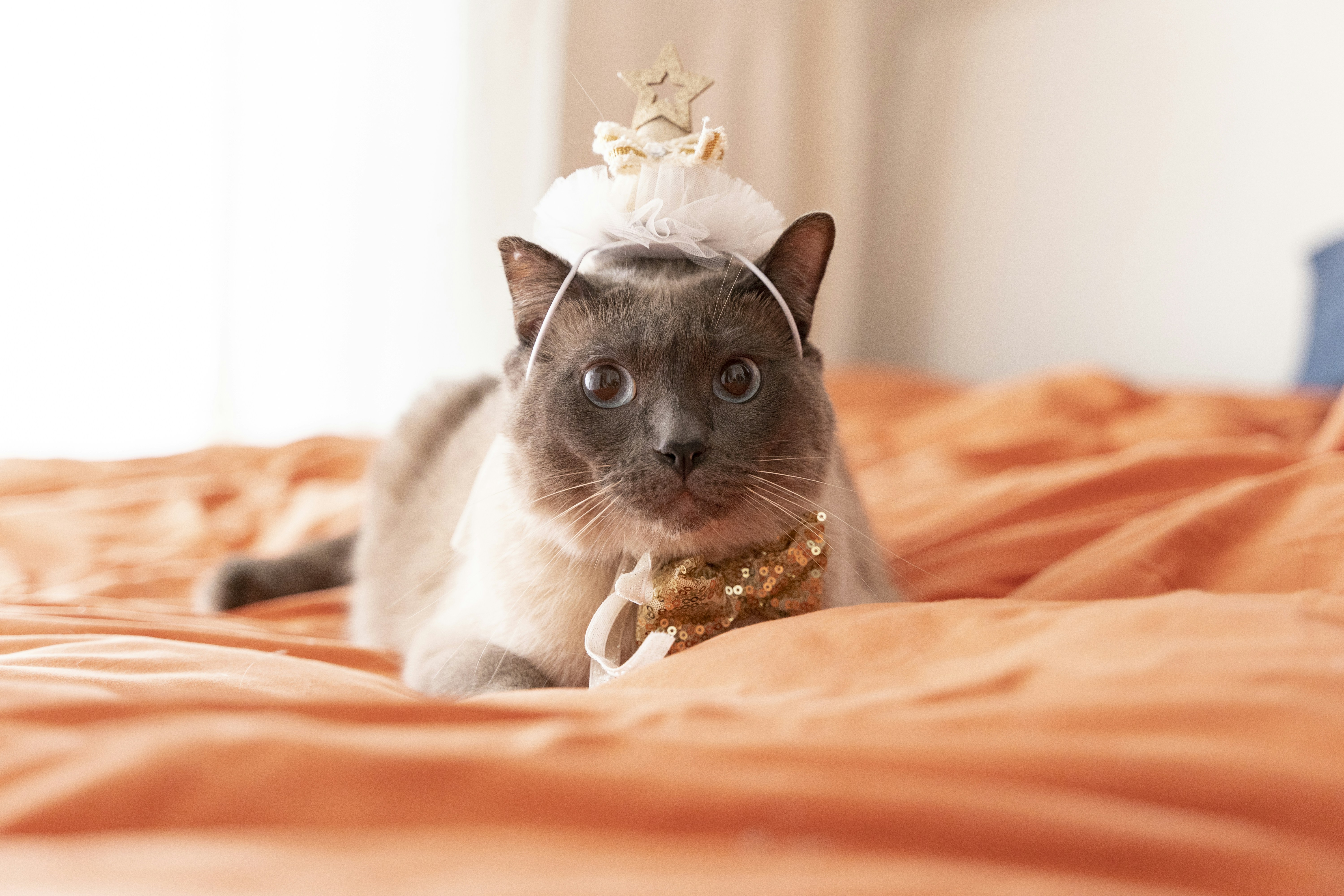The Siamese: Blue-Eyed Emperors of Ancient Siam (image credits: unsplash)