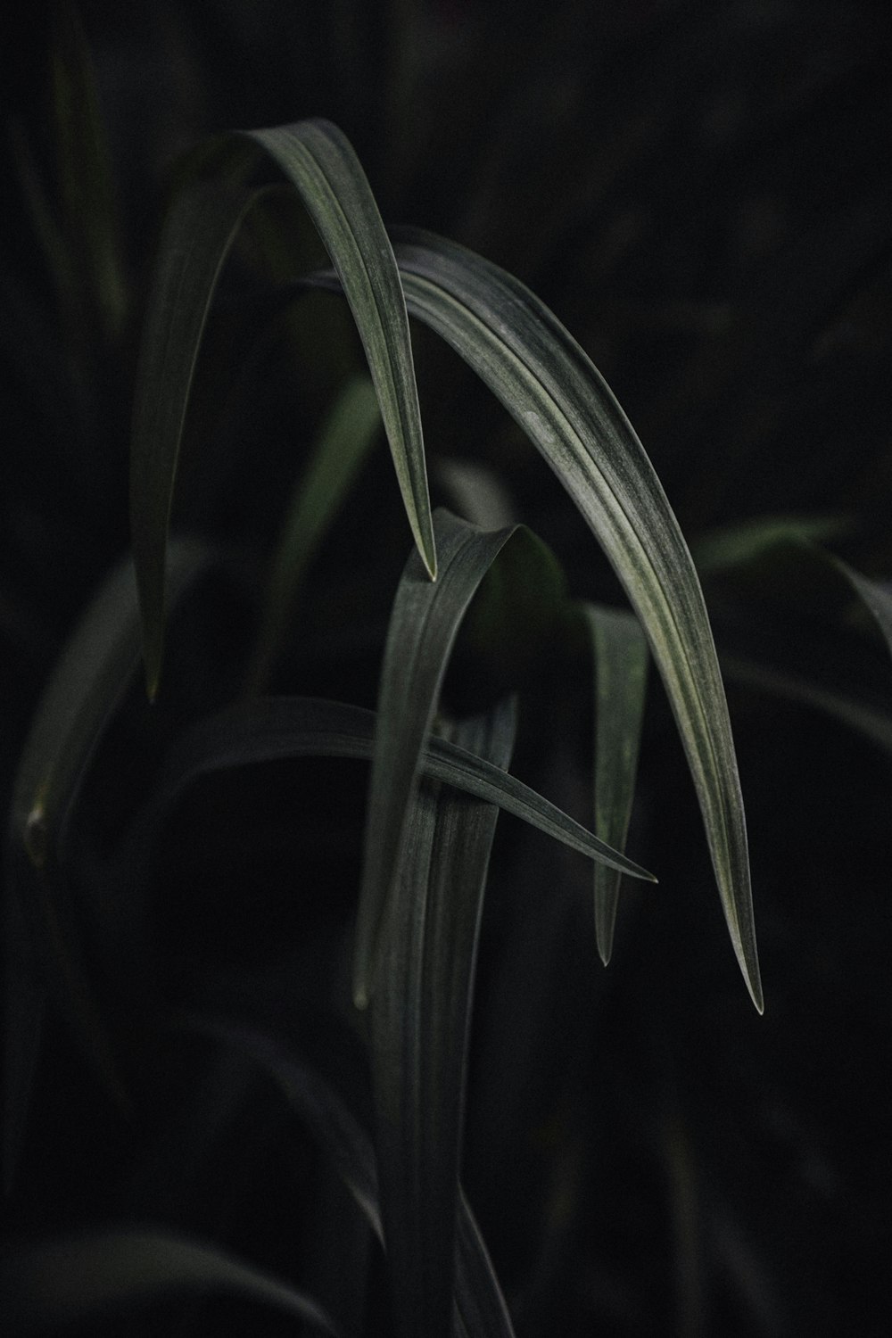 a close up of a plant with a dark background