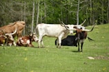 A group of Texas Longhorn cattle are situated in a grassy meadow surrounded by trees. Some of the cattle are lying down while others stand, showcasing their long, distinctive horns. The scene is calm and natural, with yellow wildflowers scattered across the green field.