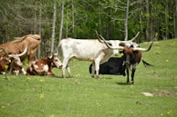 A group of Texas Longhorn cattle are situated in a grassy meadow surrounded by trees. Some of the cattle are lying down while others stand, showcasing their long, distinctive horns. The scene is calm and natural, with yellow wildflowers scattered across the green field.