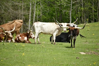 A group of Texas Longhorn cattle are situated in a grassy meadow surrounded by trees. Some of the cattle are lying down while others stand, showcasing their long, distinctive horns. The scene is calm and natural, with yellow wildflowers scattered across the green field.