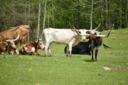 A group of Texas Longhorn cattle are situated in a grassy meadow surrounded by trees. Some of the cattle are lying down while others stand, showcasing their long, distinctive horns. The scene is calm and natural, with yellow wildflowers scattered across the green field.