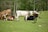 A group of Texas Longhorn cattle are situated in a grassy meadow surrounded by trees. Some of the cattle are lying down while others stand, showcasing their long, distinctive horns. The scene is calm and natural, with yellow wildflowers scattered across the green field.