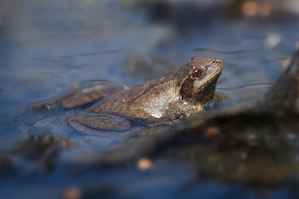 a frog is swimming in a pond of water