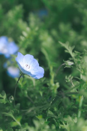 A close-up of a delicate light blue flower with dew drops on its petals, surrounded by soft, lush green foliage. The background is slightly blurred, putting emphasis on the flower's gentle features.