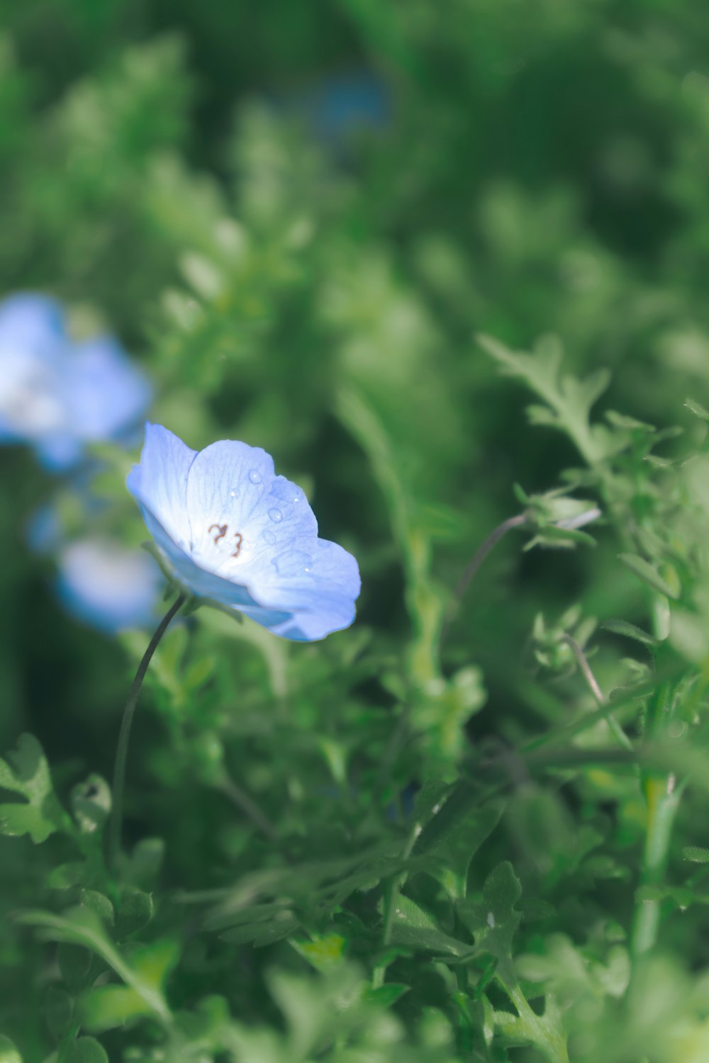 a close up of a blue flower in a field