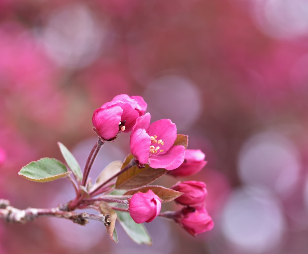 a branch of a tree with pink flowers