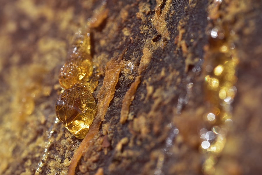 Natural yellow Damar Batu resin on raw rock