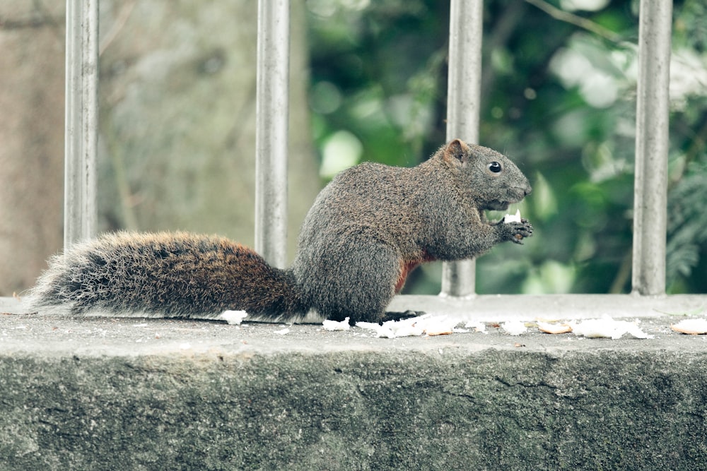 a squirrel sitting on a ledge eating a piece of food