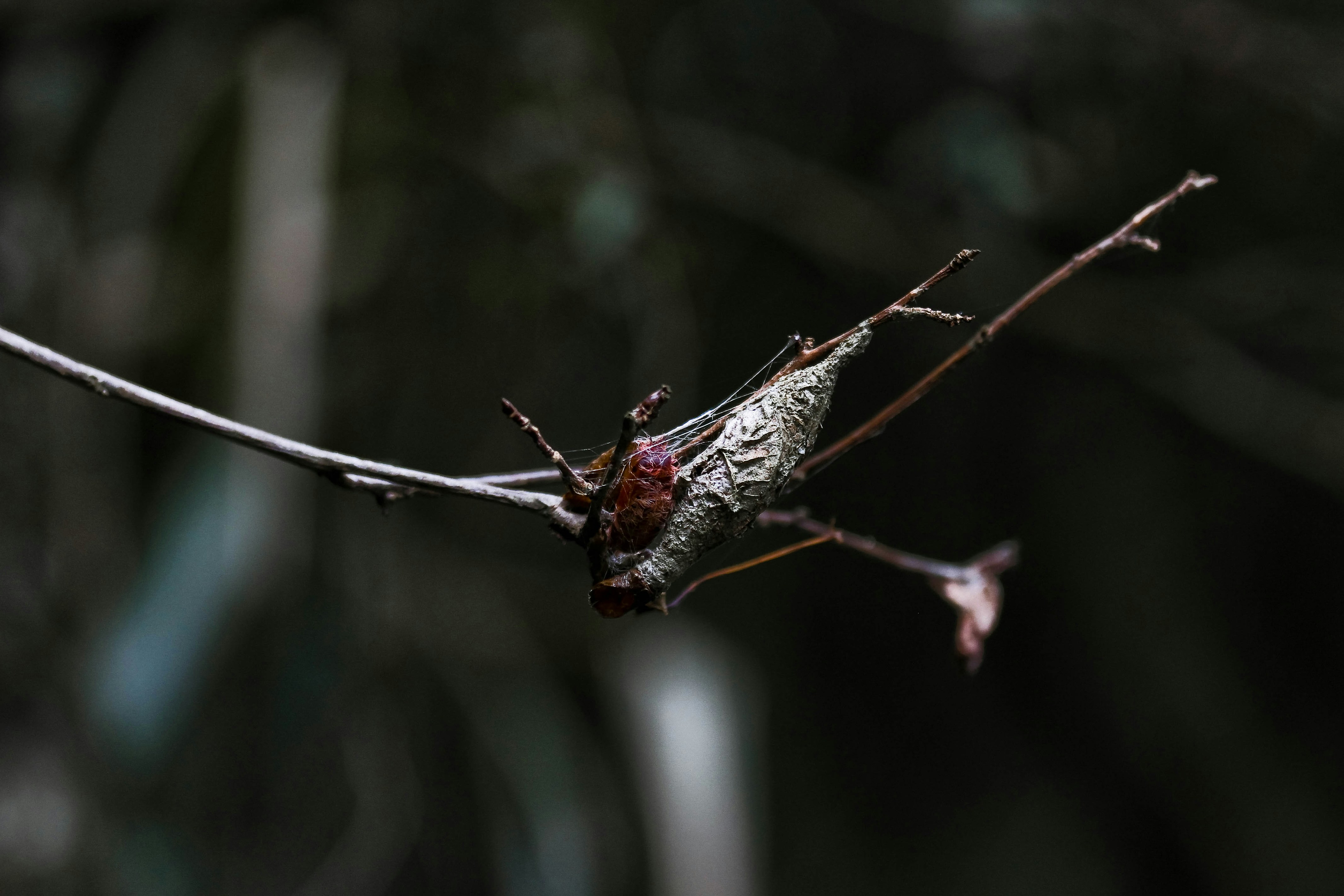 Photo by litemessmor