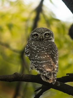A close-up of a rehabilitated owl perched on a branch.