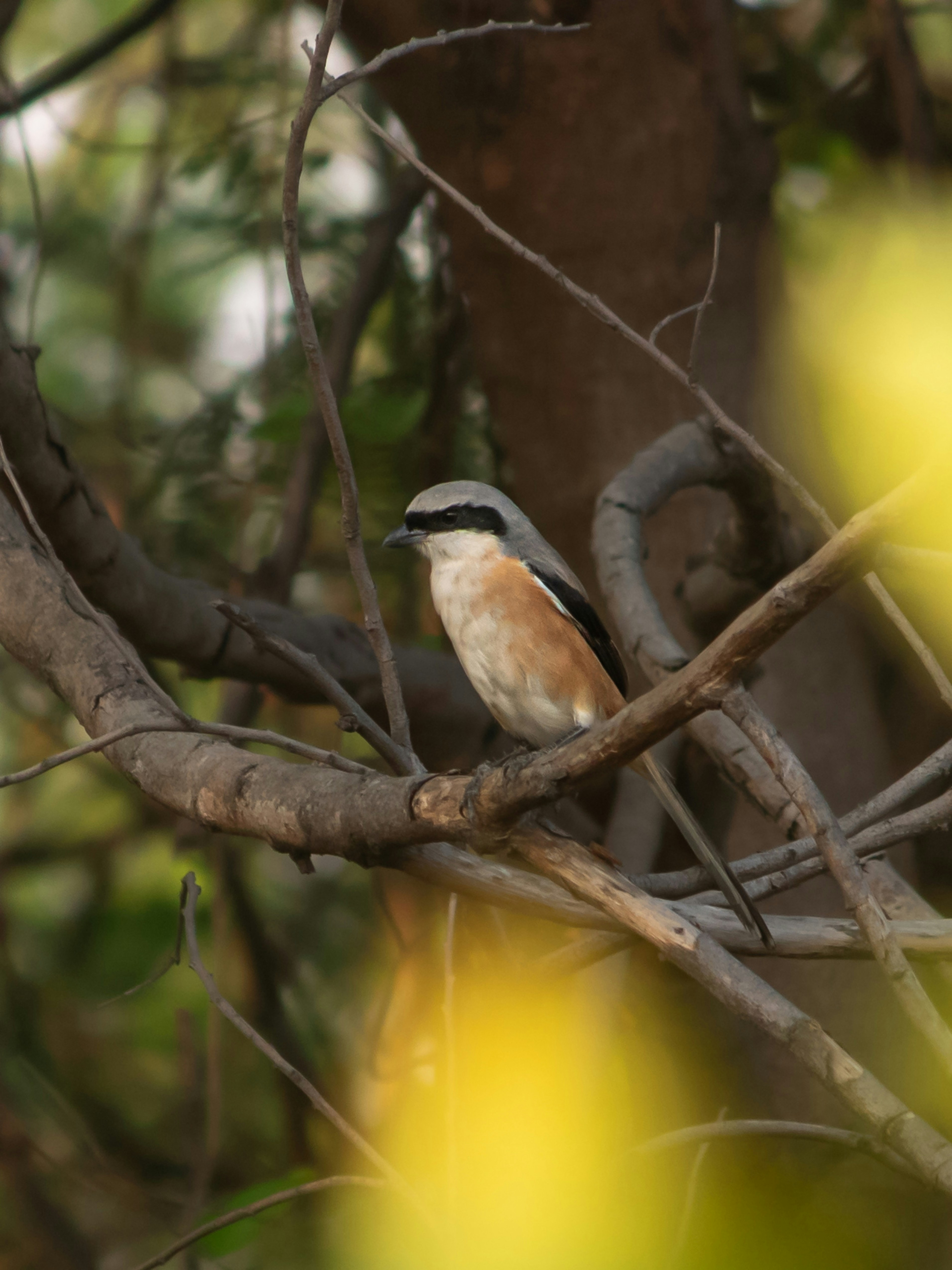 6. The Gift-Giving of the Great Grey Shrike (image credits: unsplash)