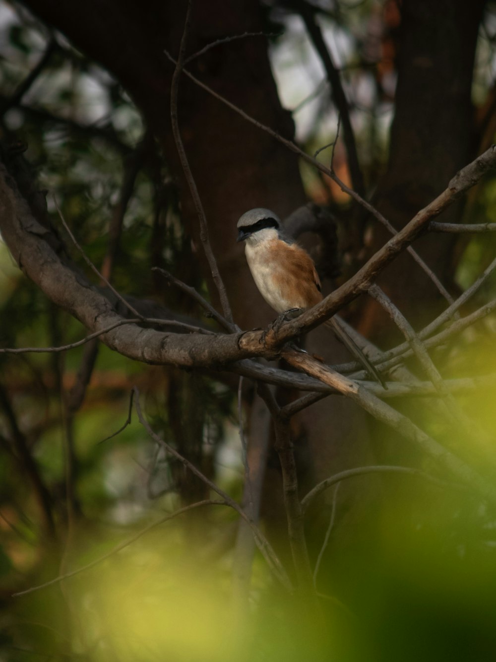 a bird sitting on a branch of a tree