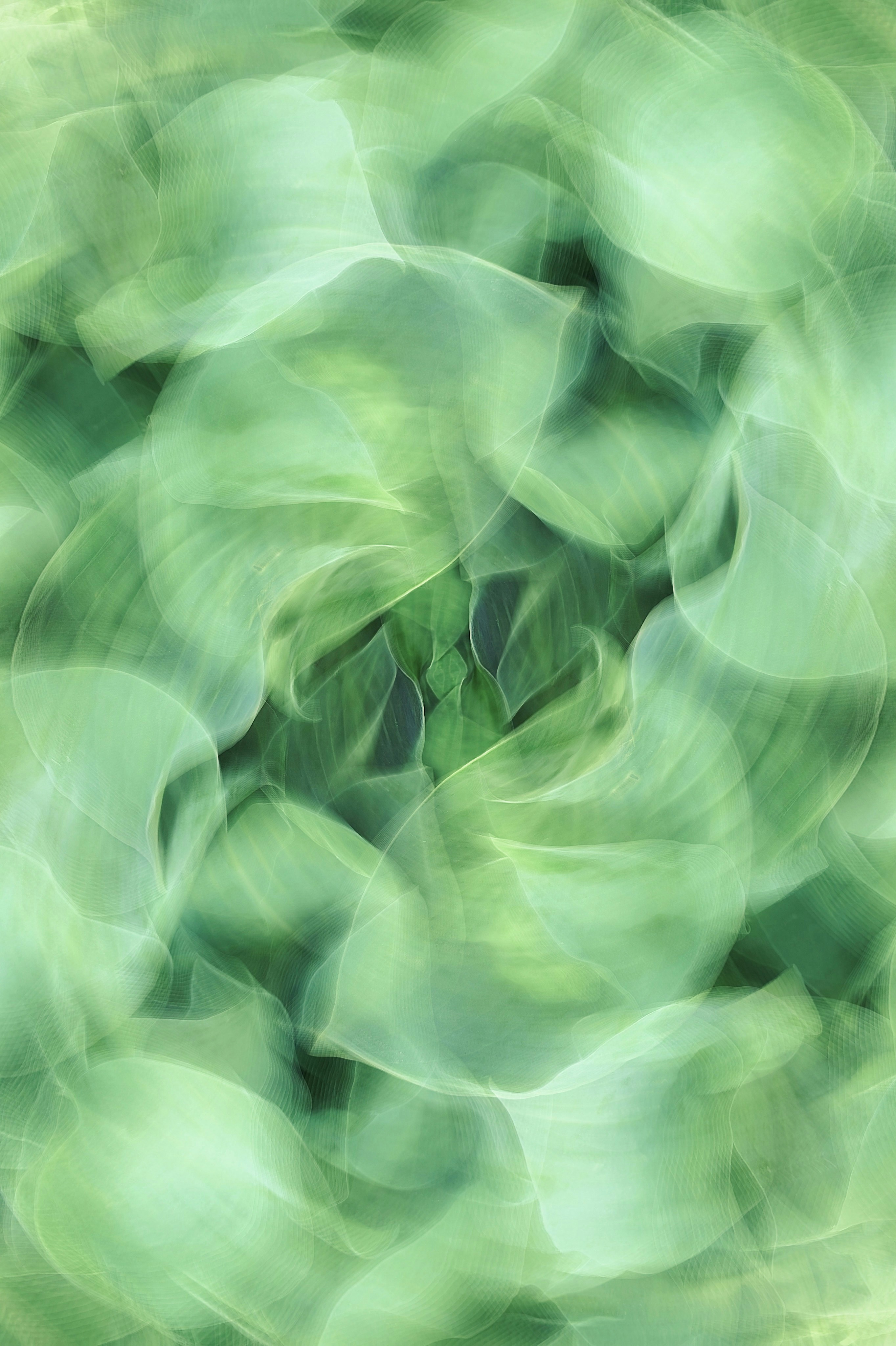 a blurry photo of a green plant
