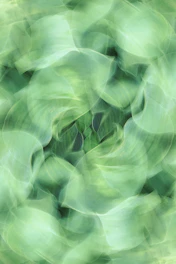 a blurry photo of a green plant