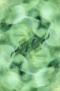 a blurry photo of a green plant
