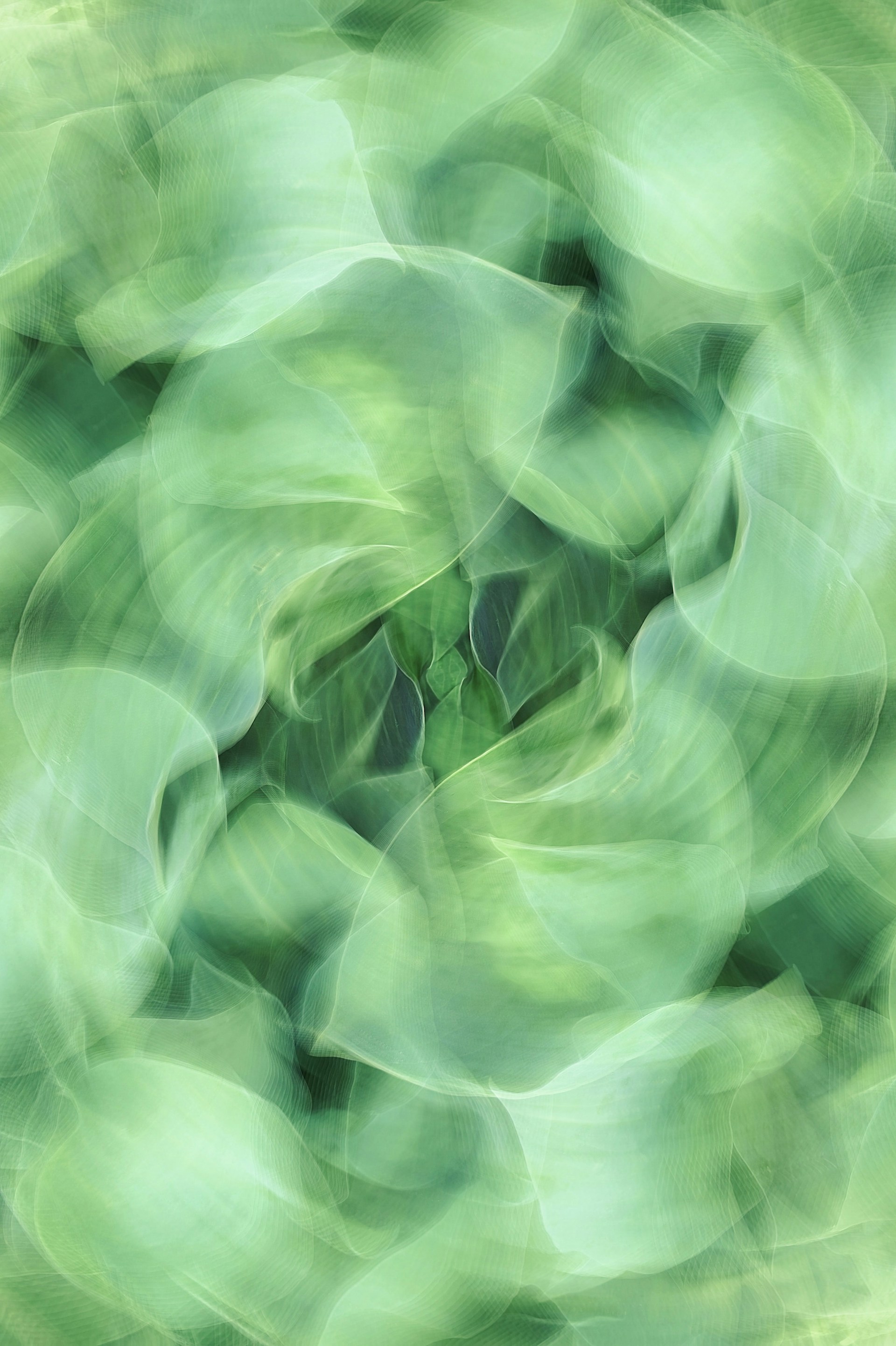 a blurry photo of a green plant