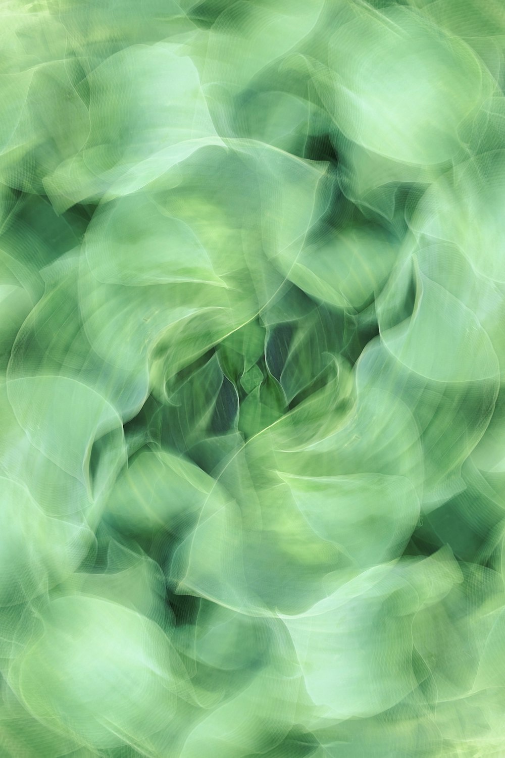 Une photo floue d’une plante verte