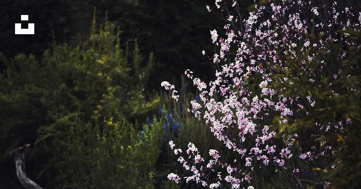 Ein Haufen Bäume, die im Gras stehen Foto – Kostenloses Bild zum Thema ...