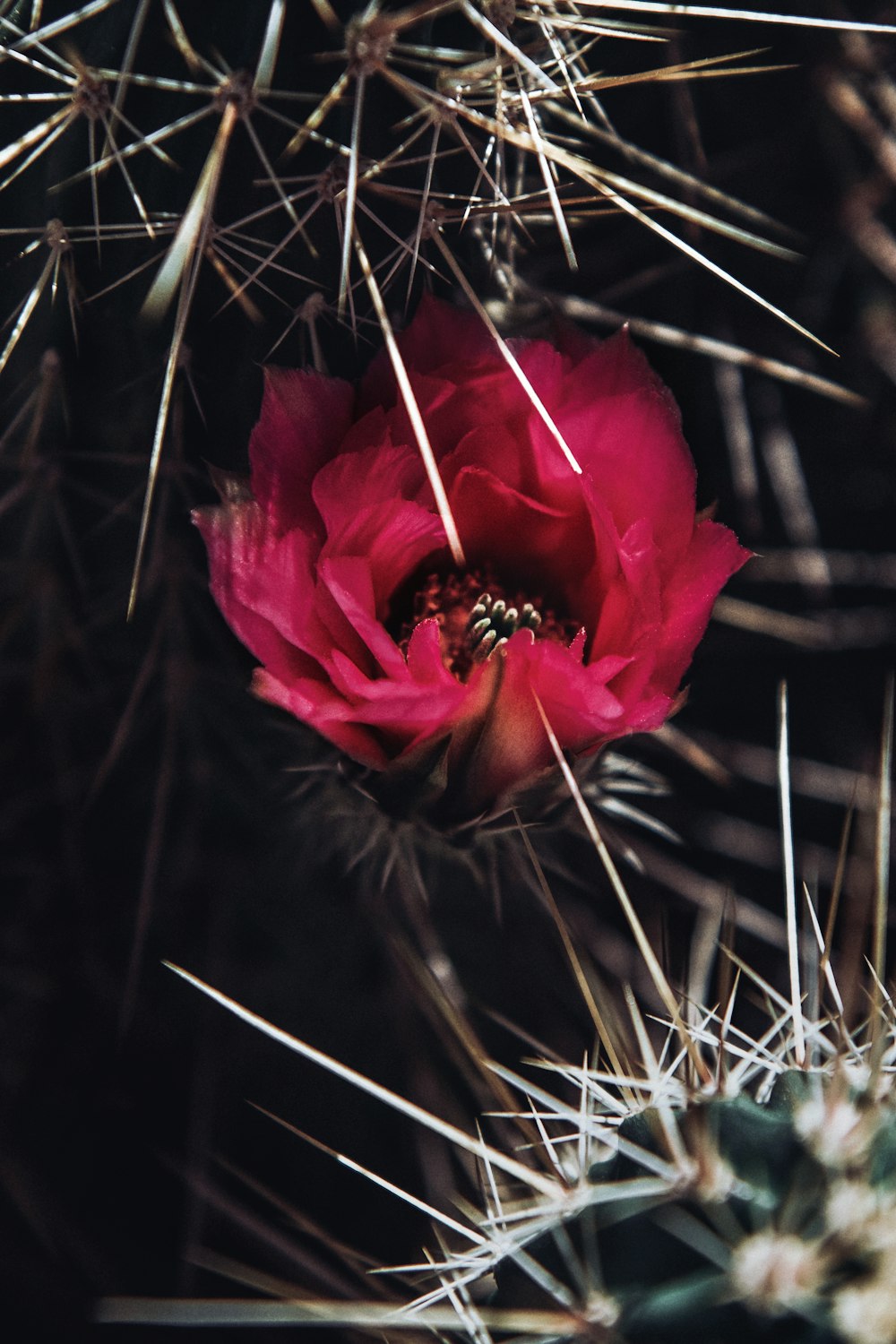 a pink flower in the middle of a cactus