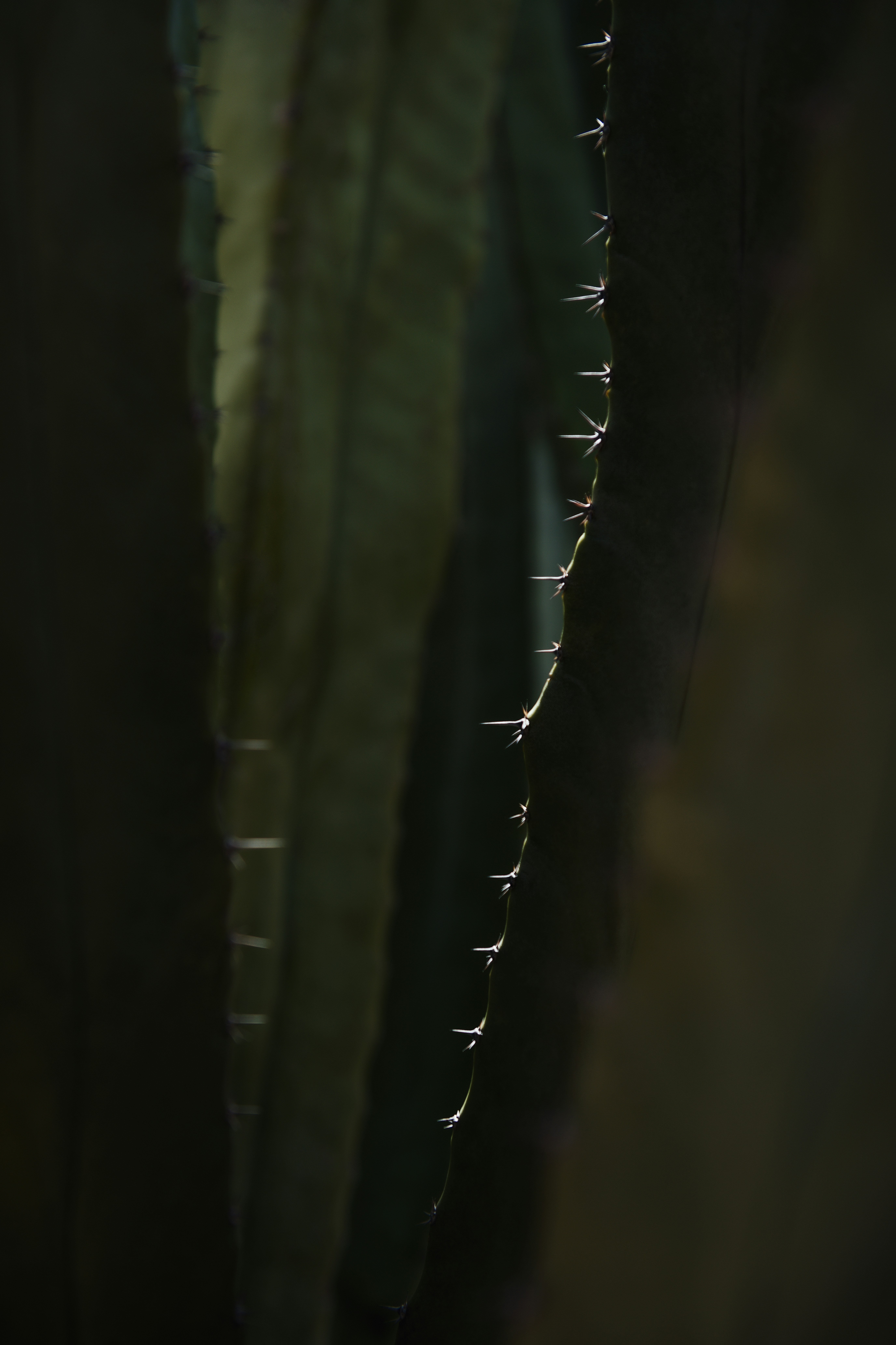 What Are The Most Important Skills For Surviving In The Desert?