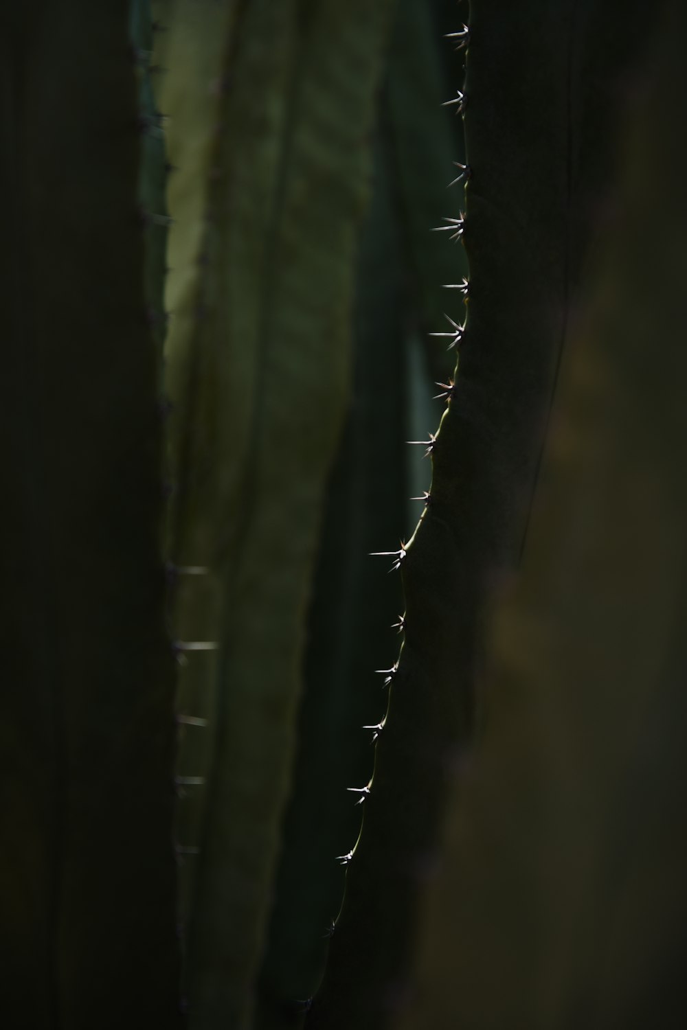 a close up of a cactus plant with a blurry background