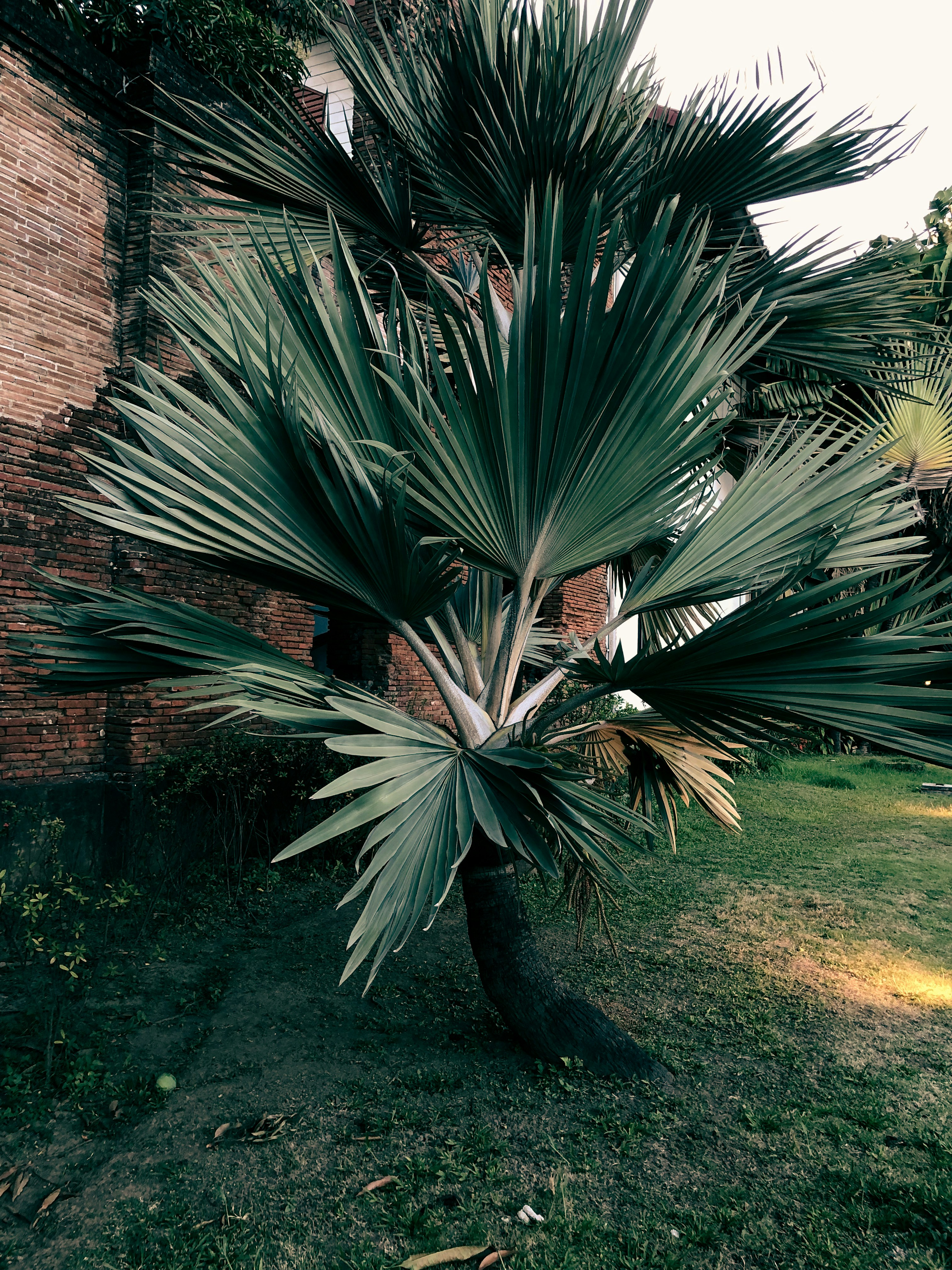 a palm tree in front of a brick building