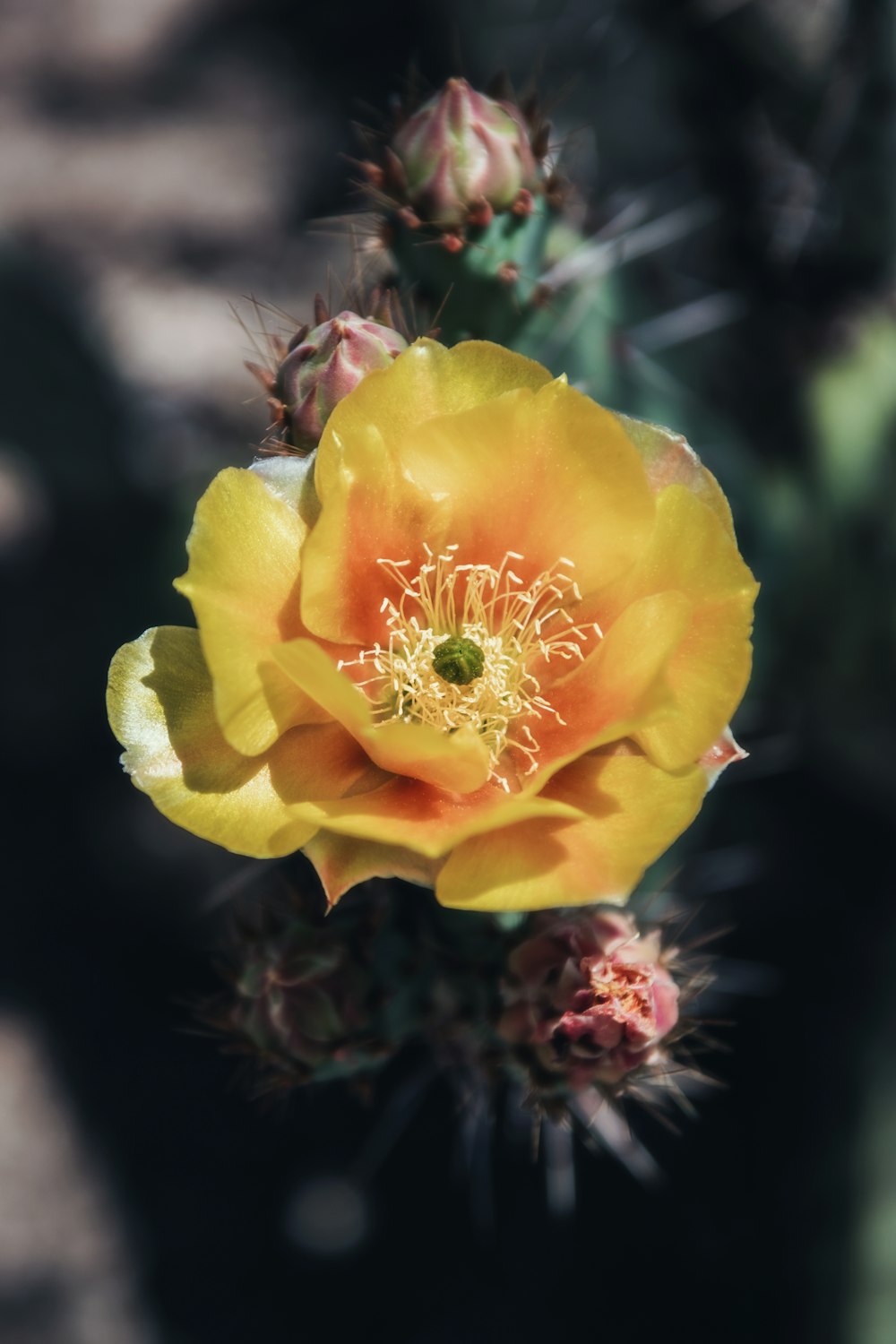 a close up of a yellow flower on a cactus