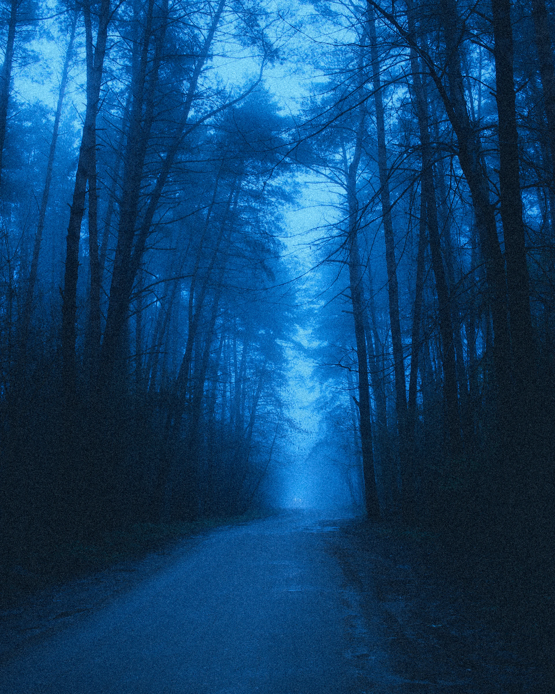 a dark road in the middle of a forest