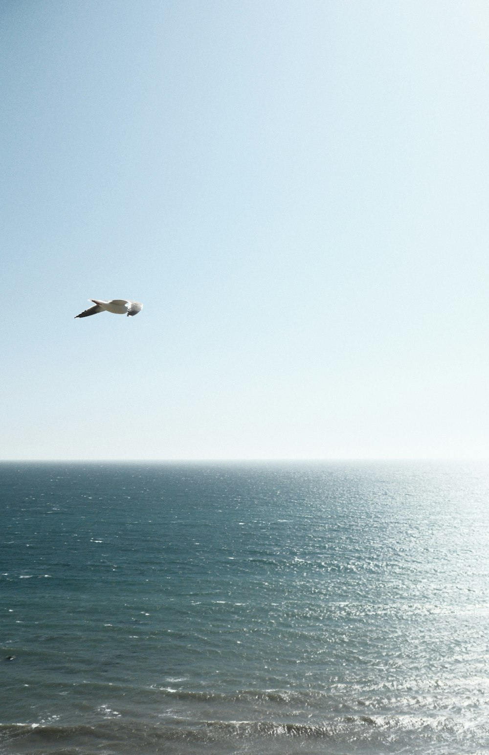 a bird flying over a body of water