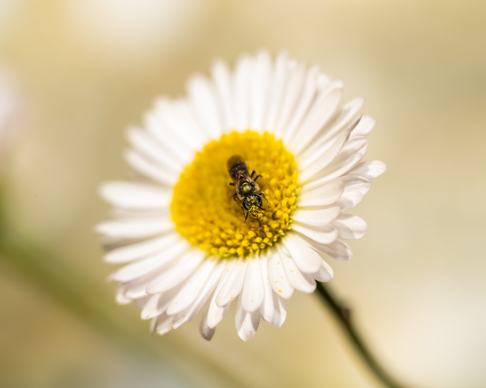 a close up of a flower with a bee on it