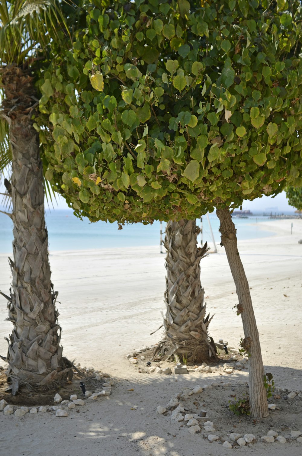 a couple of palm trees sitting on top of a sandy beach