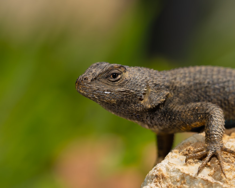 a close up of a lizard on a rock