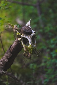 A weathered animal skull with moss growing on it is mounted on a tree stump, surrounded by dense, green foliage in a forest setting.