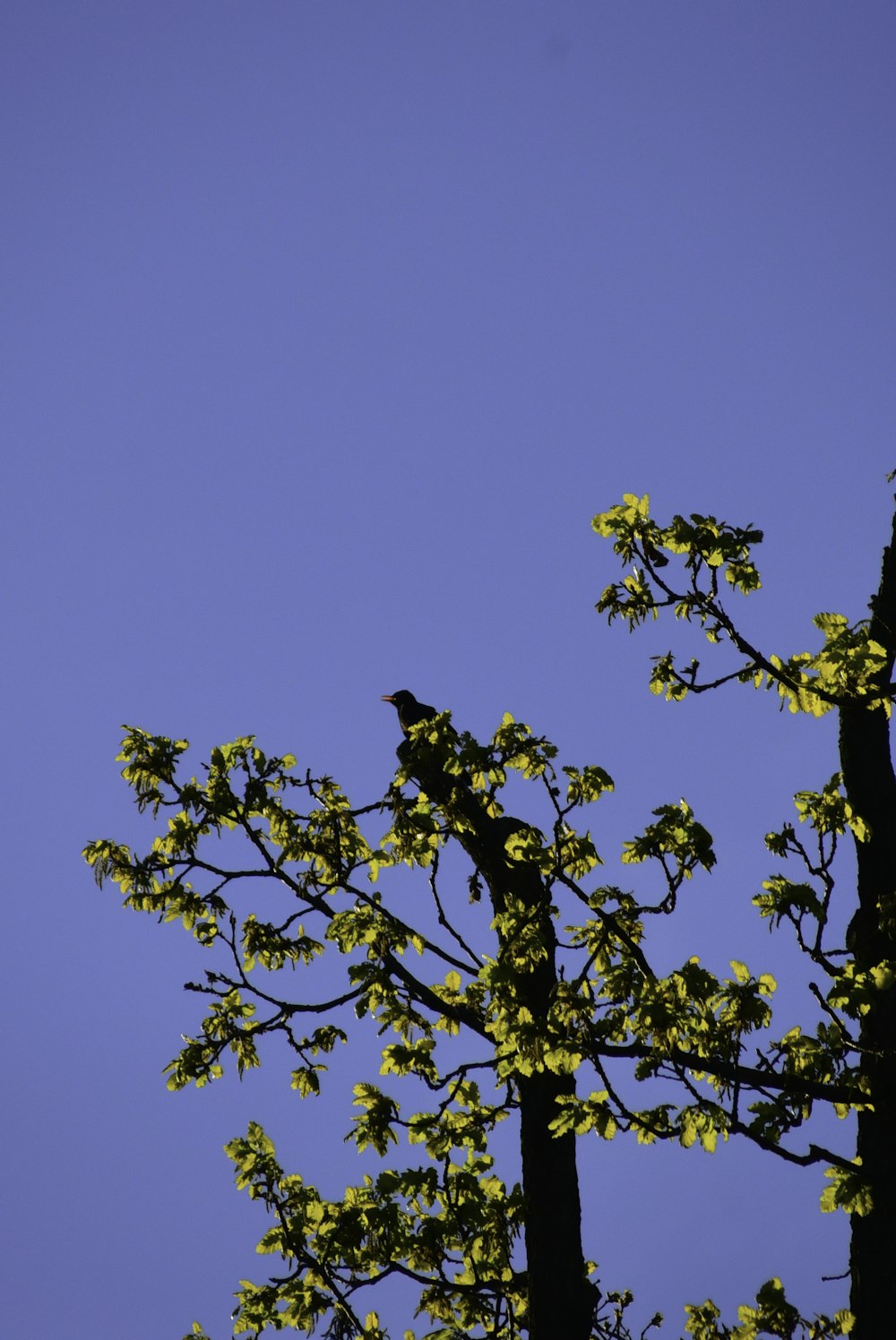 Un pájaro sentado en la cima de la rama de un árbol