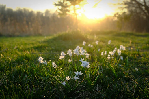 A serene sunrise over a peaceful garden, symbolizing new beginnings and growth.