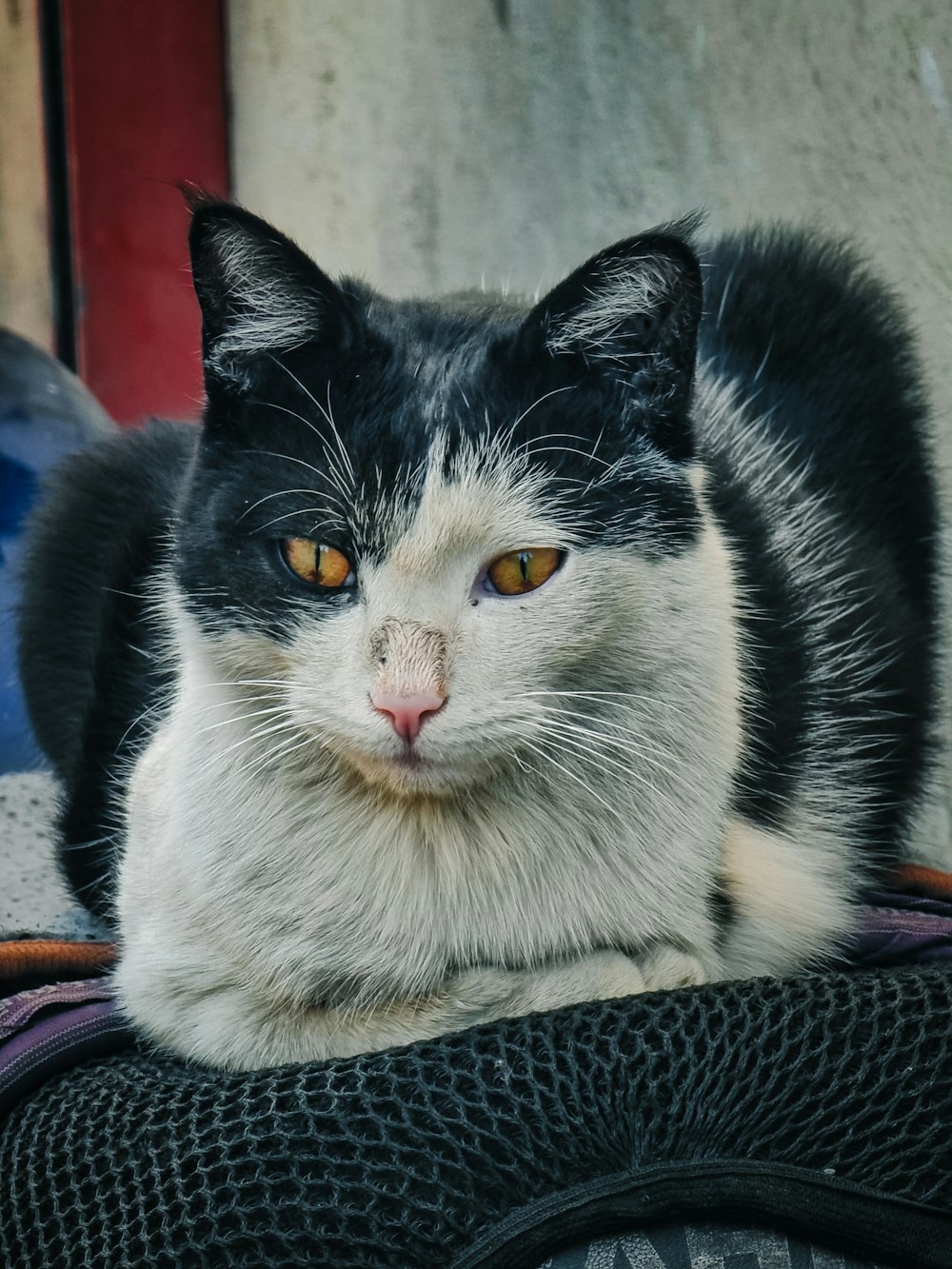 a black and white cat laying on top of a bag