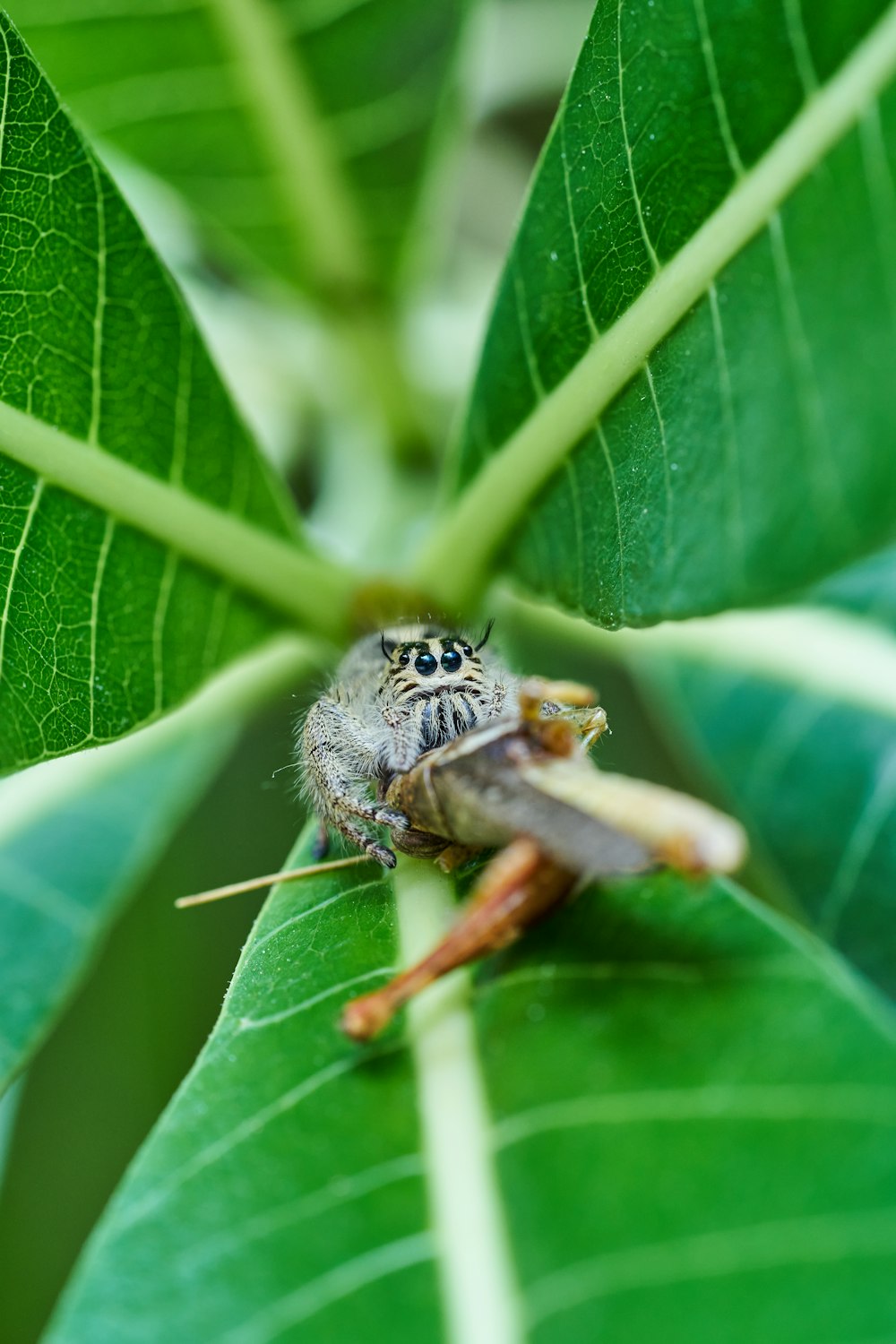 a spider sitting on top of a green leaf